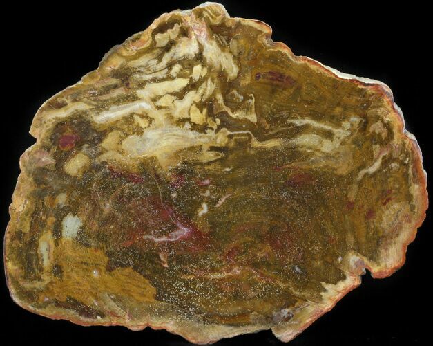 Polished, Jurassic Petrified Wood (Conifer) - Australia #41918